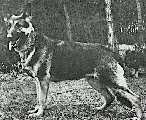 German Shepherd