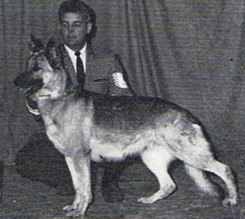 German Shepherd