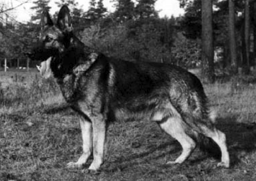 German Shepherd