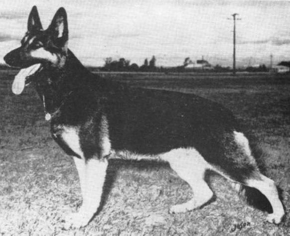 German Shepherd