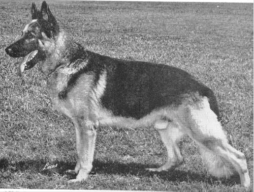 German Shepherd