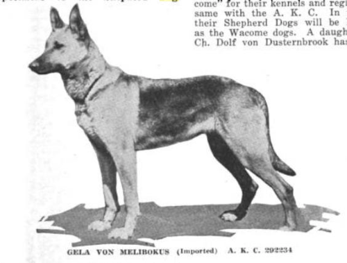 German Shepherd