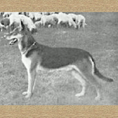 German Shepherd