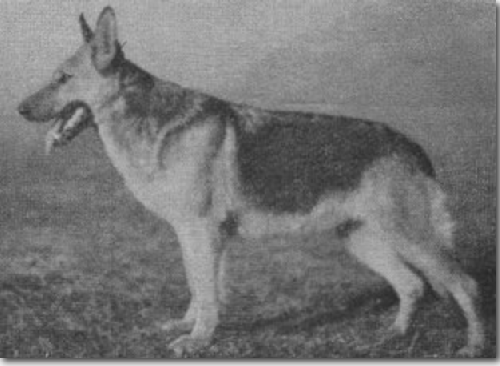 German Shepherd