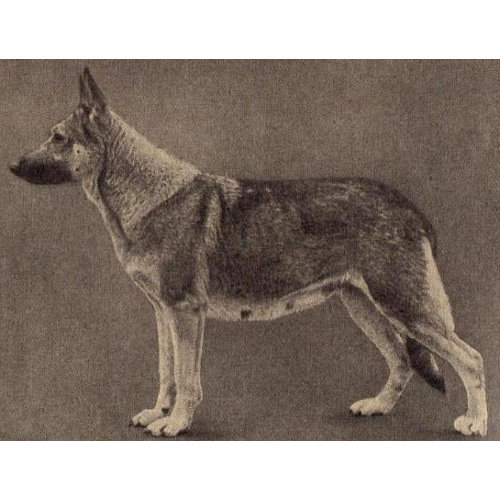 German Shepherd