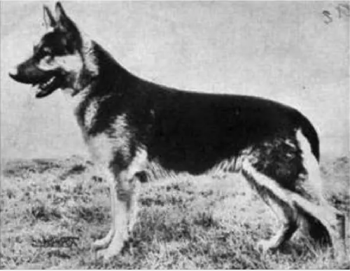 German Shepherd