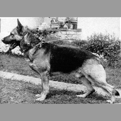 German Shepherd