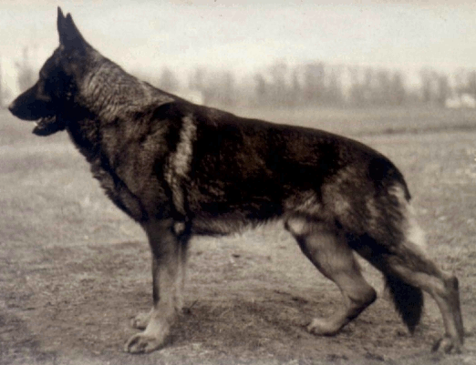 German Shepherd