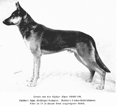 German Shepherd