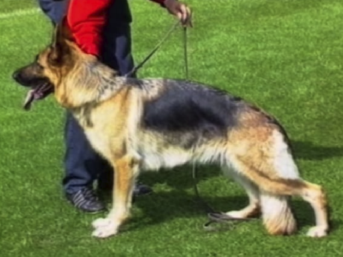 German Shepherd