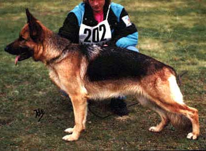 German Shepherd