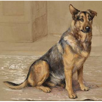 German Shepherd