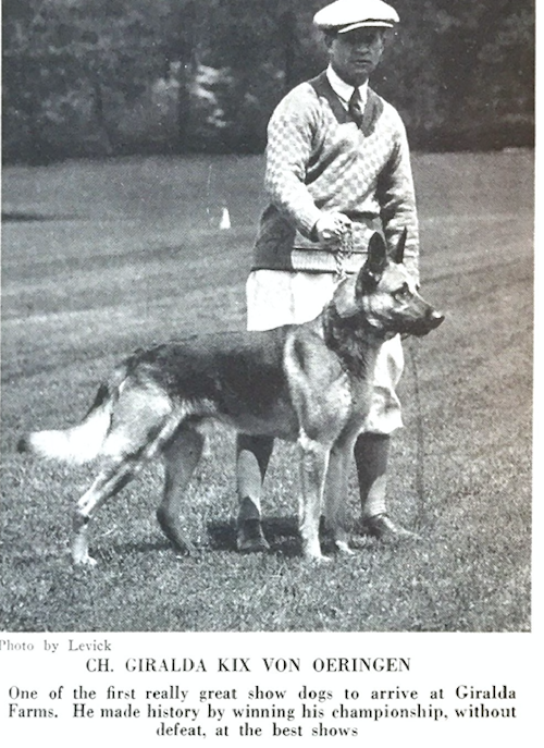 German Shepherd