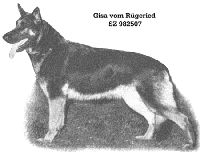 German Shepherd