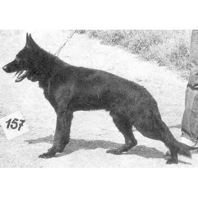 German Shepherd