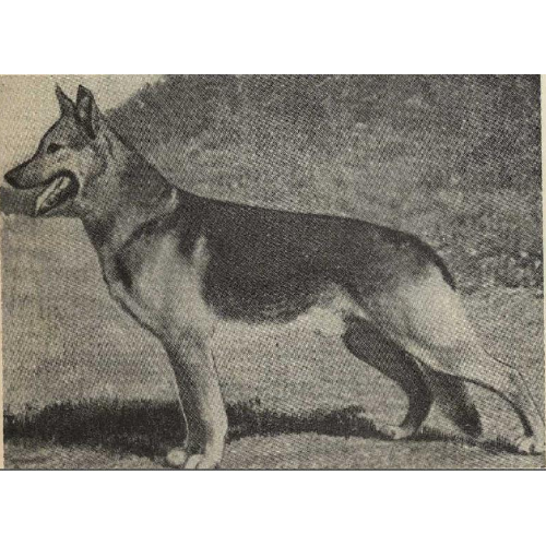 German Shepherd