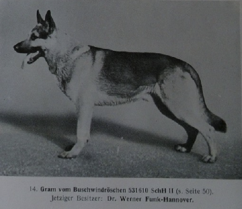 German Shepherd