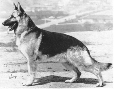 German Shepherd