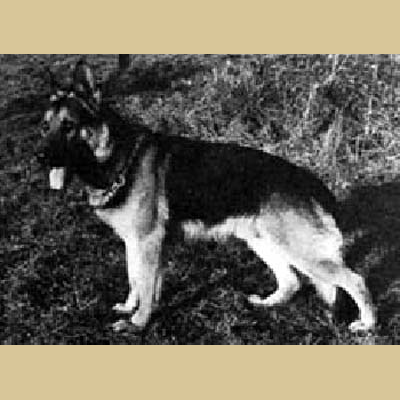 German Shepherd