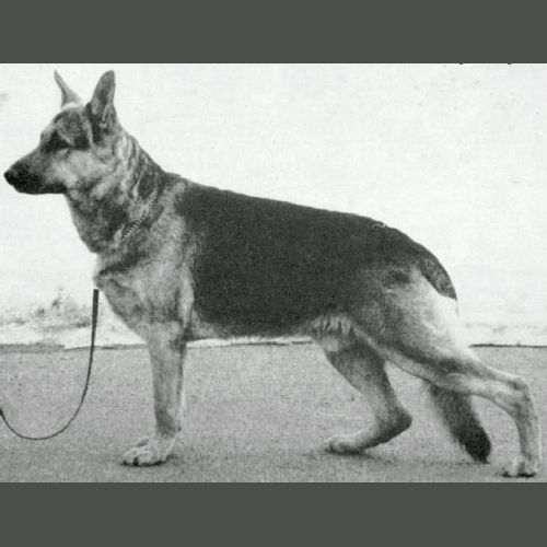 German Shepherd