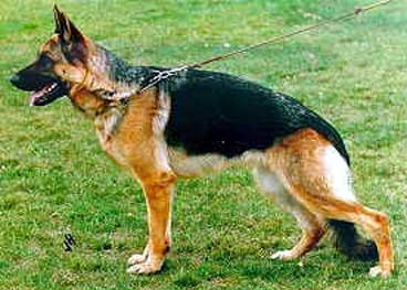 German Shepherd