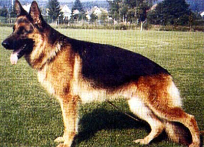 German Shepherd