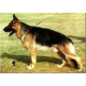 German Shepherd