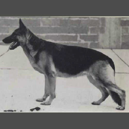 German Shepherd