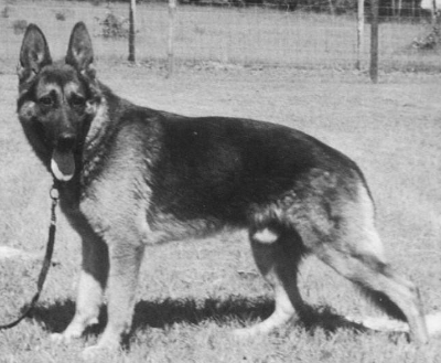 German Shepherd