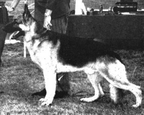 German Shepherd