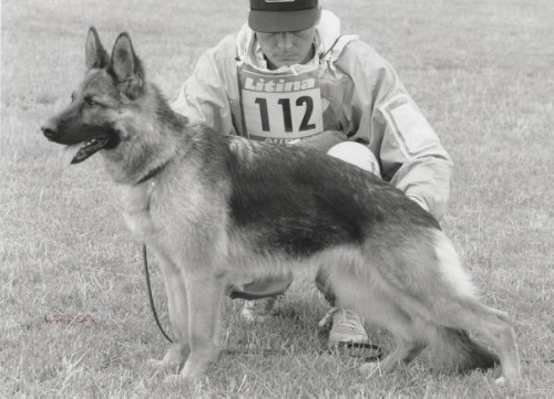 German Shepherd