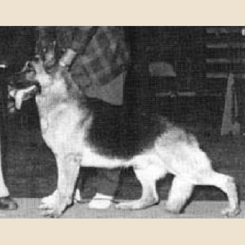 German Shepherd