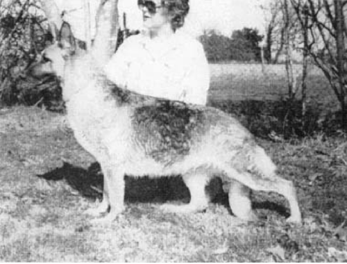 German Shepherd