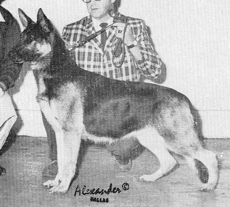 German Shepherd