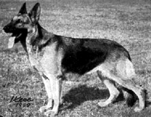 German Shepherd