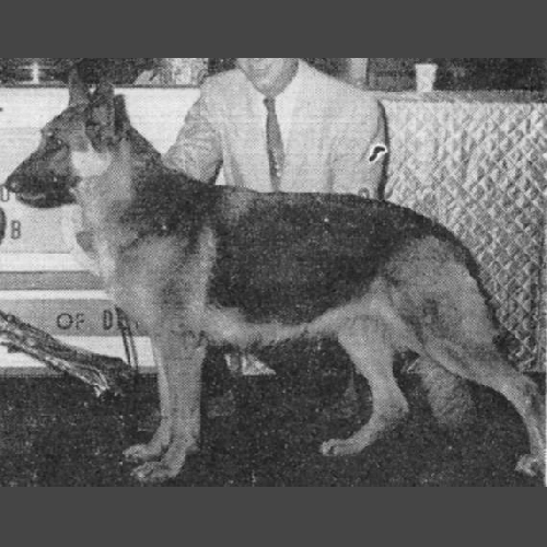 German Shepherd