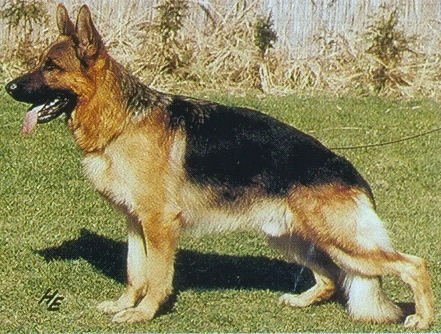 German Shepherd