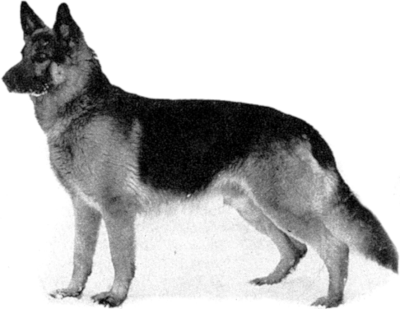 German Shepherd