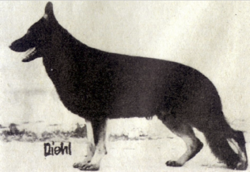 German Shepherd