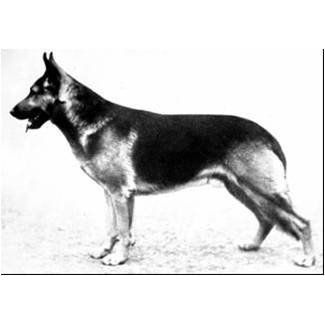 German Shepherd
