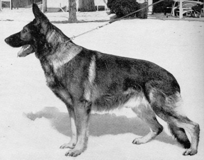 German Shepherd