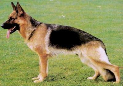 German Shepherd