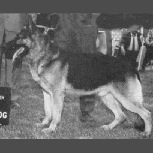 German Shepherd