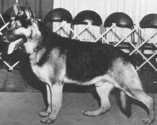 German Shepherd