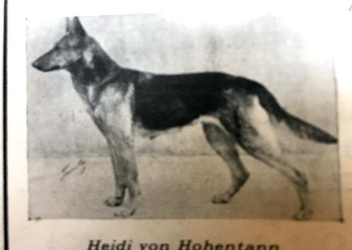 German Shepherd
