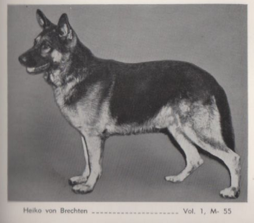 German Shepherd