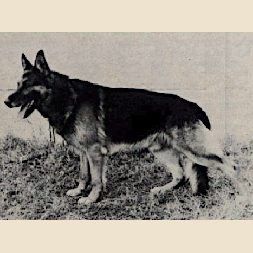 German Shepherd