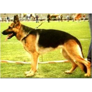 German Shepherd