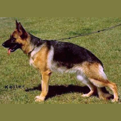 German Shepherd