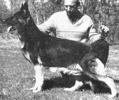 German Shepherd